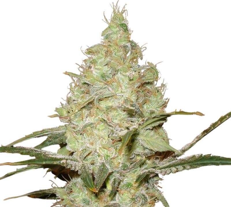 Reserve L.A.K. Federal Autoflower