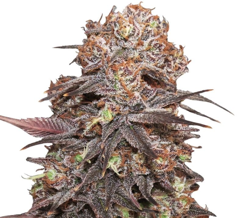 Rip City Purps Feminized