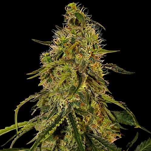Rob Ford Kush cannabis seeds packaging — Royal King Seeds Canada