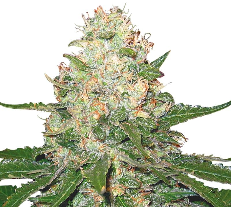 Rocklock cannabis seeds packaging — Royal King Seeds Canada