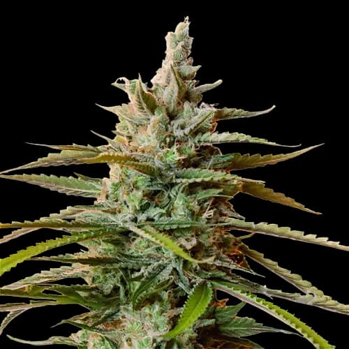 Rockstar Feminized