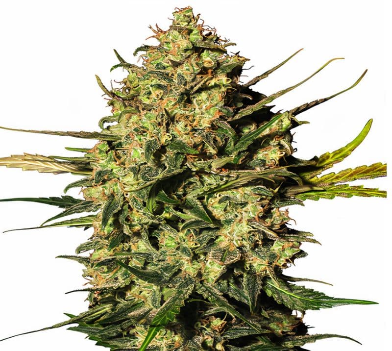 Rockstar Kush Feminized