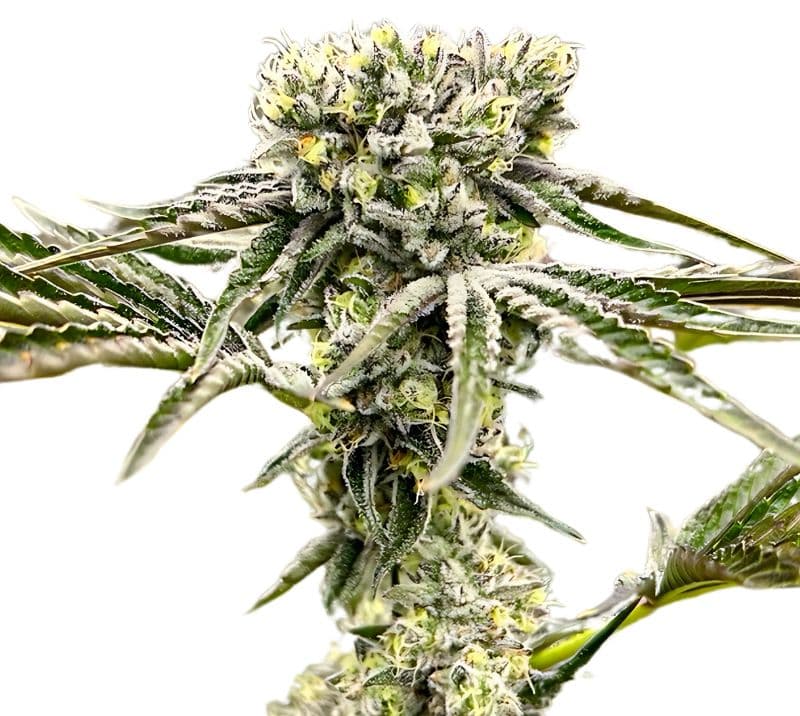 Rocky Mountain Blueberry Feminized