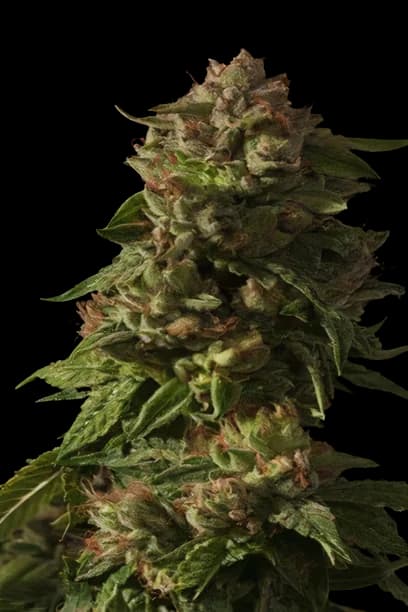 Rollex OG Kush Feminized