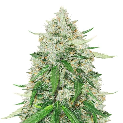 Royal Gorilla Autoflower