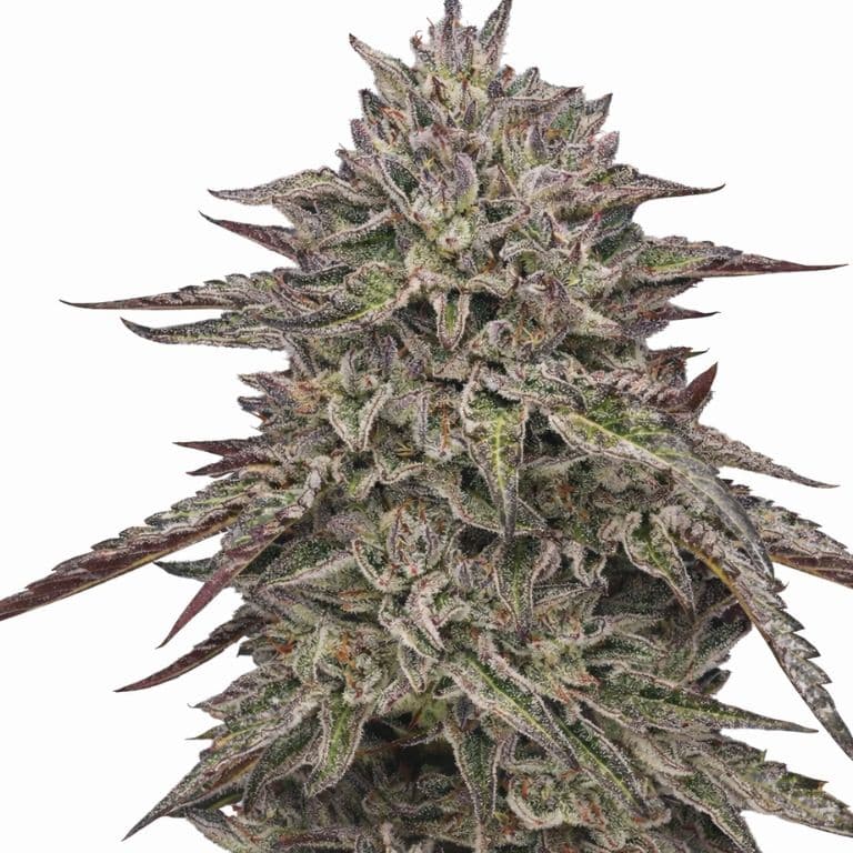 Royal Highness Feminized
