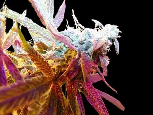 Rug Burn OG Feminized