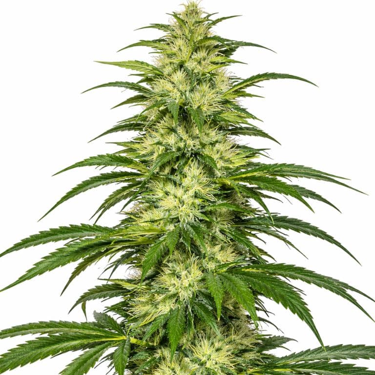 SAGE cannabis seeds packaging — Royal King Seeds Canada