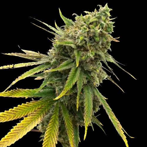 San Fernando Valley Kush Feminized
