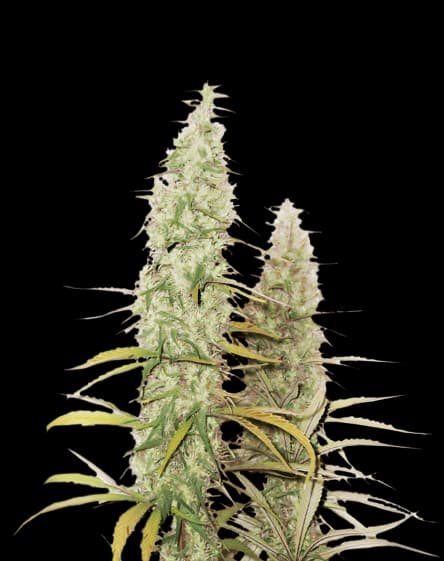 Santa Maria Feminized
