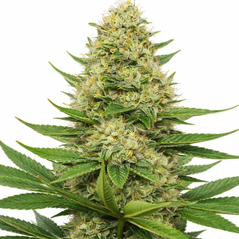 Scooby Snacks Feminized