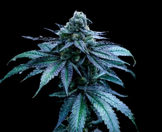 Seattle Blue Feminized