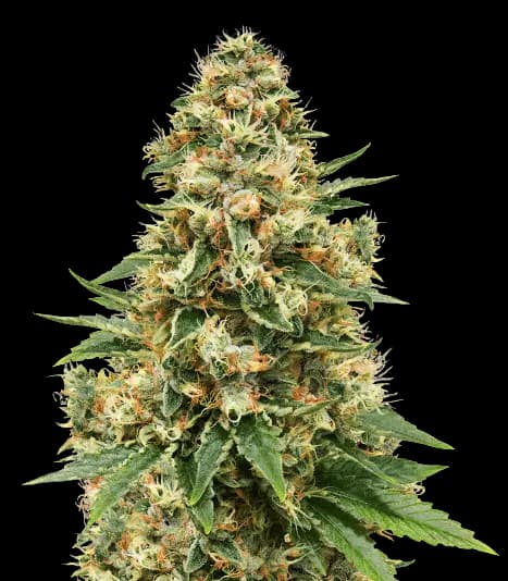 Sensi Skunk Autoflower
