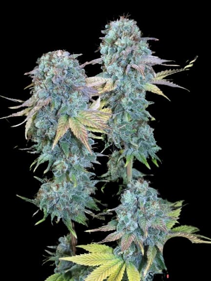 Serious Happiness Feminized