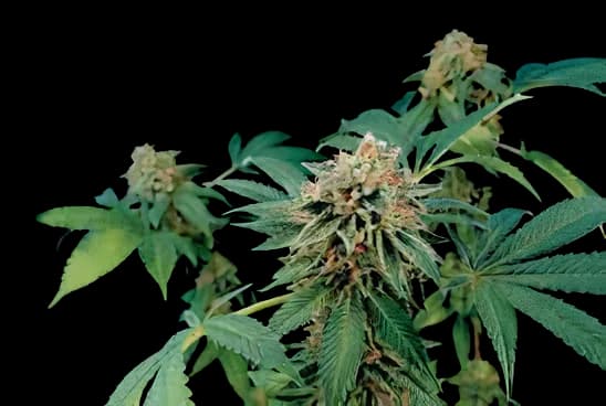 Shark Bite Feminized