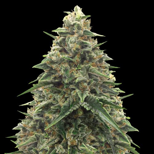 Shiatsu Kush Feminized