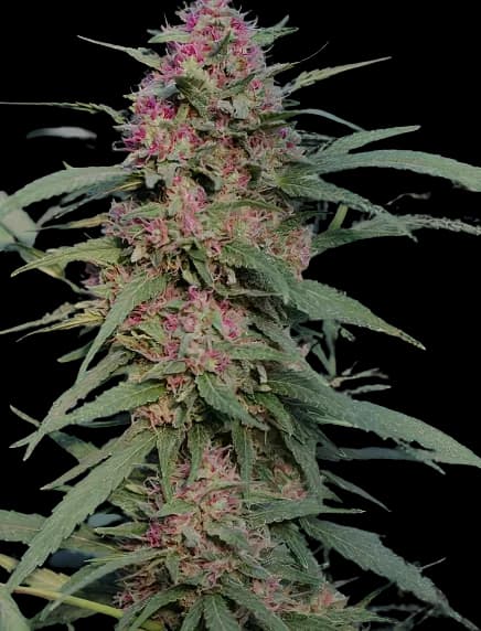 Sierra Mist cannabis seeds packaging — Royal King Seeds Canada