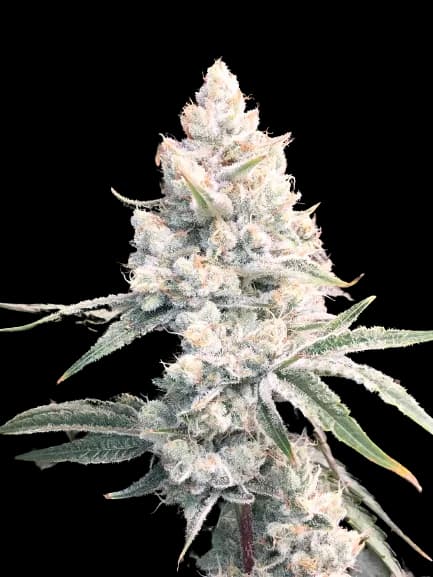 Silver Haze Feminized