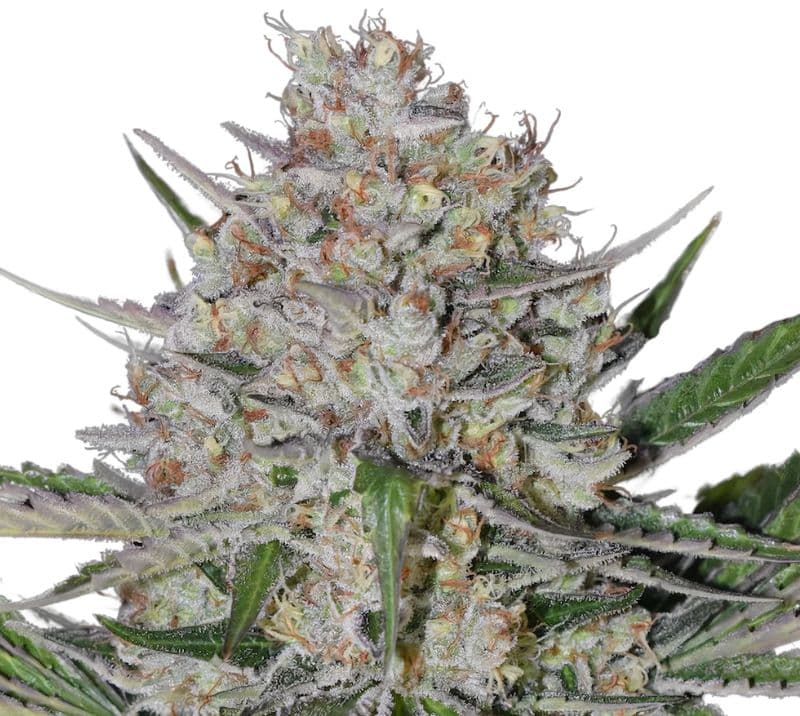 Silverback Gorilla Autoflower