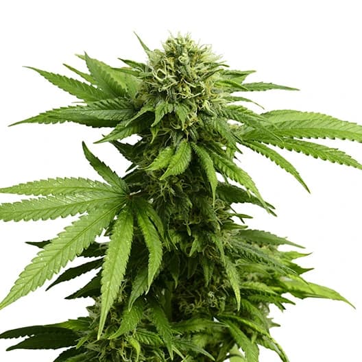 Silverfalls Kush Autoflower