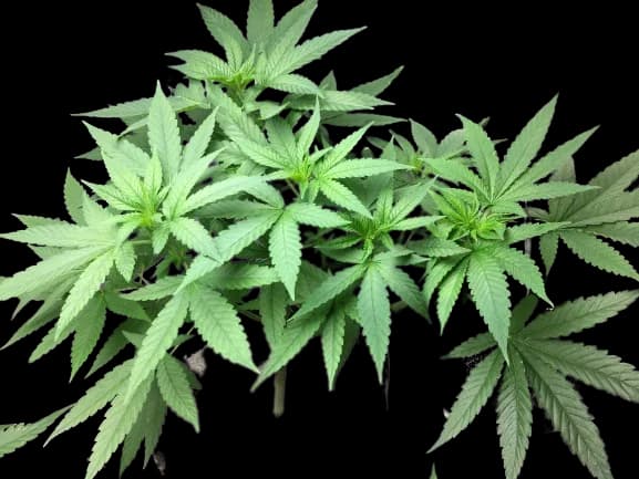 Sister Glue Autoflower