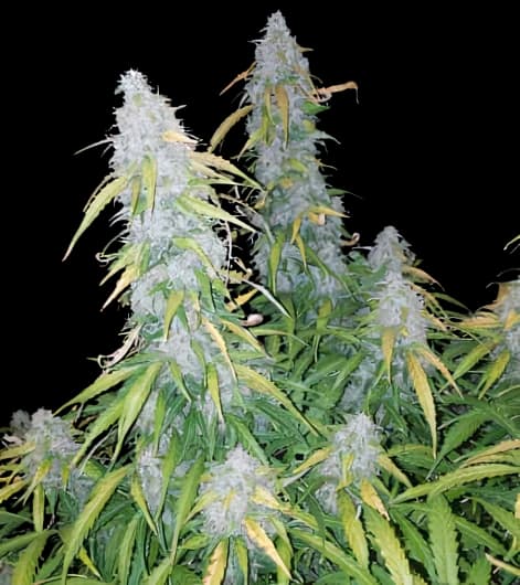 Six Shooter Feminized