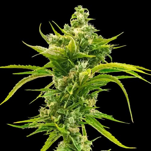 Skunk Diesel Feminized