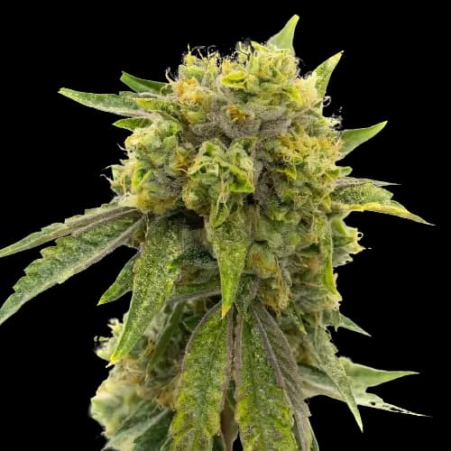 Skunky Afro Feminized