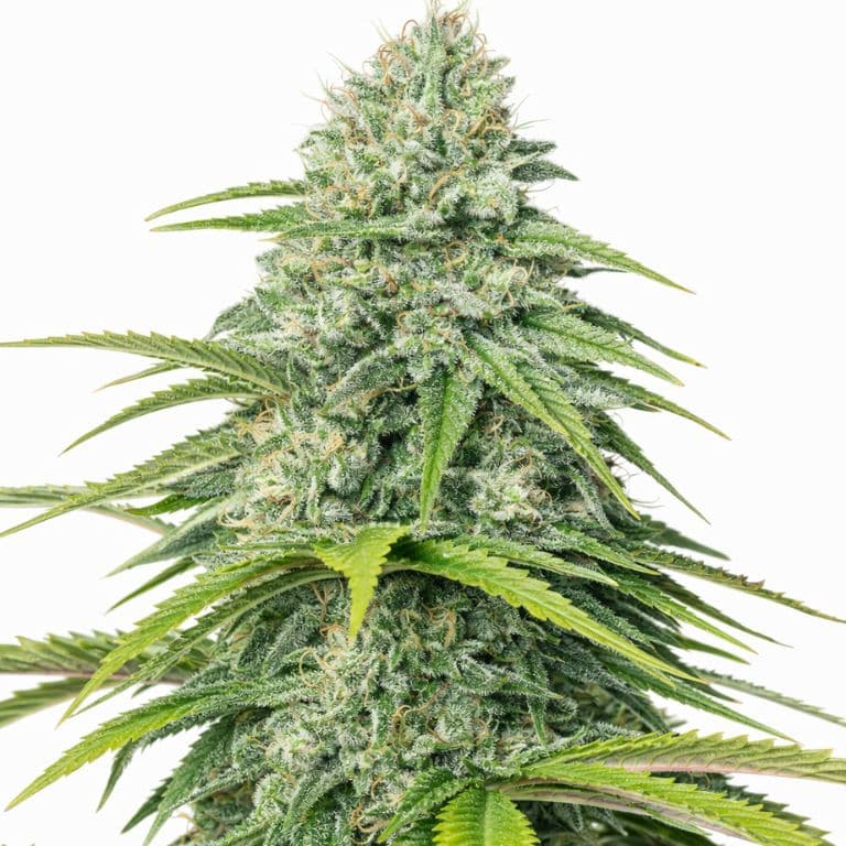 Skywalker OG Feminized