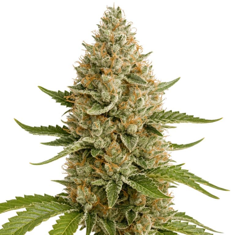 Snoop Dogg OG Feminized