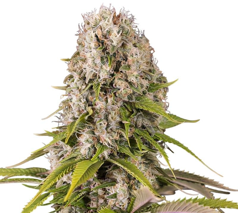 Snow Diesel cannabis seeds packaging — Royal King Seeds Canada