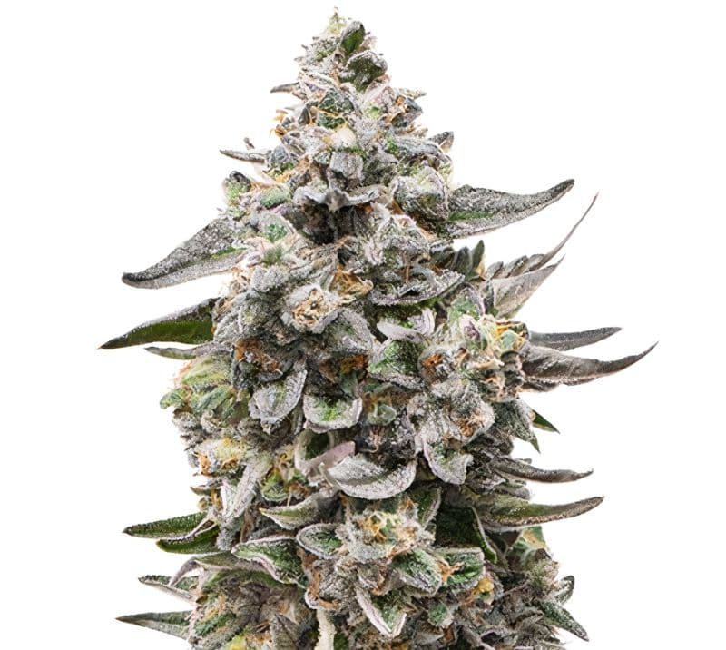 Snow White cannabis seeds packaging — Royal King Seeds Canada