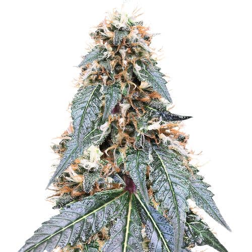 Somango cannabis seeds packaging — Royal King Seeds Canada