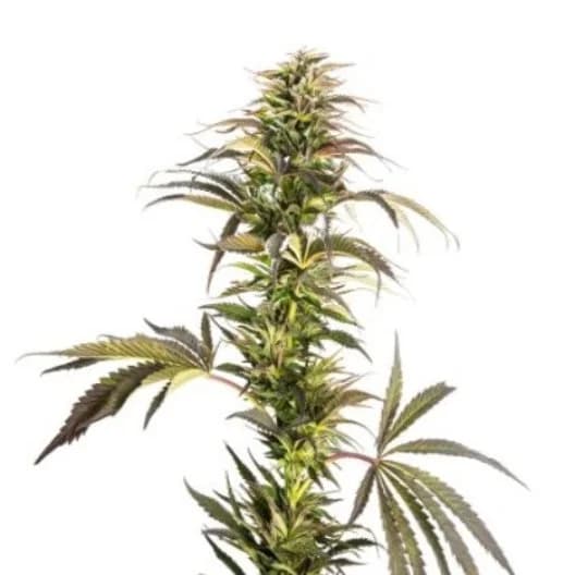 Soul Shine cannabis seeds packaging — Royal King Seeds Canada