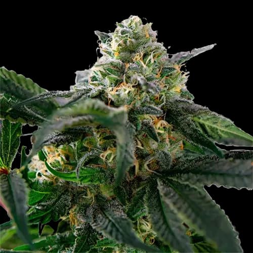 Sour Alien Autoflower