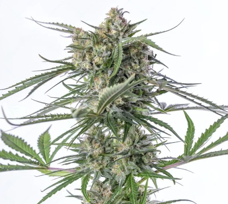 Sour Bubble Autoflower