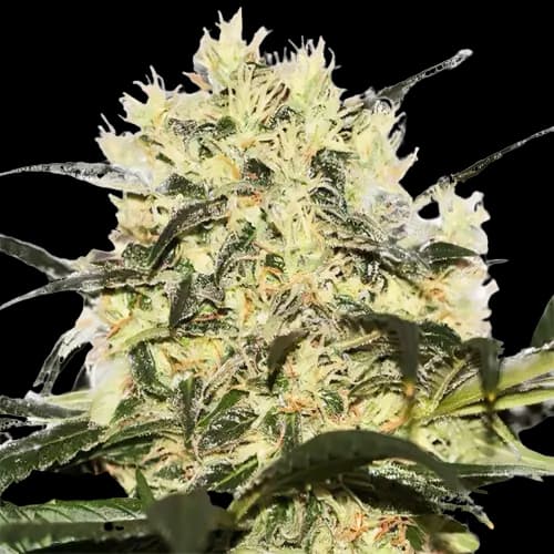 Sour Cheese Autoflower
