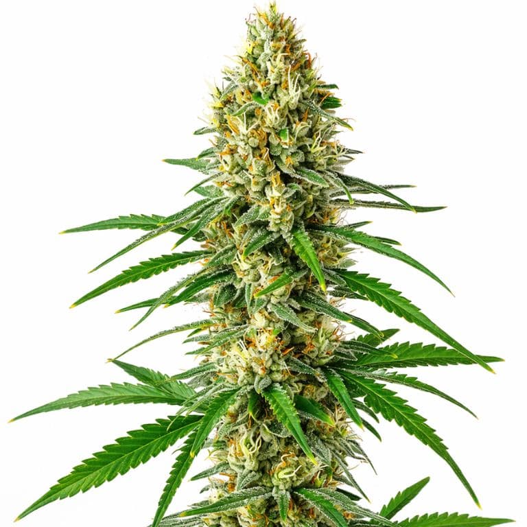 Sour Cookies Feminized