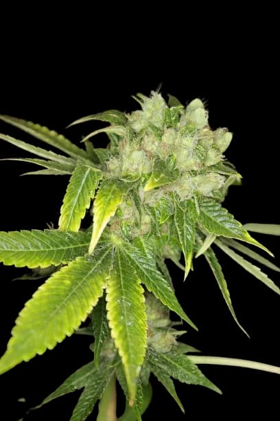 Sour Cream cannabis seeds packaging — Royal King Seeds Canada