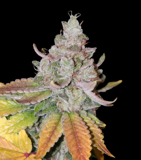 Sour Dubble Autoflower