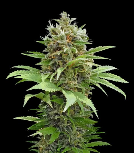 South Indian Feminized