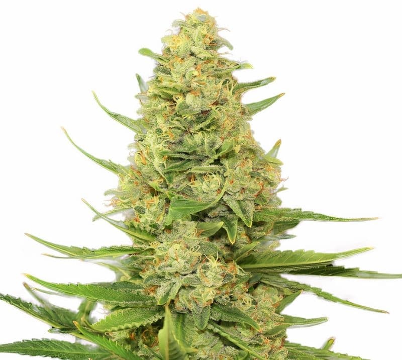 Space Candy Feminized