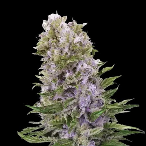 Space Dawg Autoflower