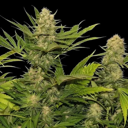Space Queen Feminized