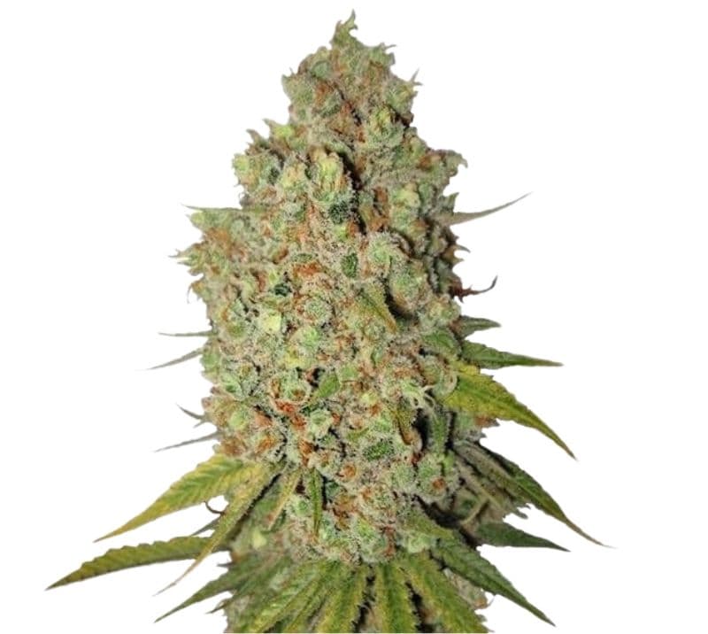 Special Kush #1 Autoflower