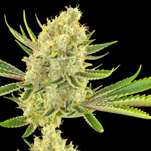 Special Reserve Black Lime cannabis seeds packaging — Royal King Seeds Canada