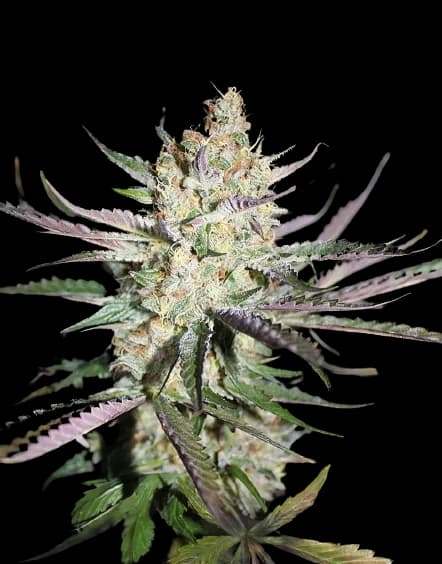 Star Berry Feminized