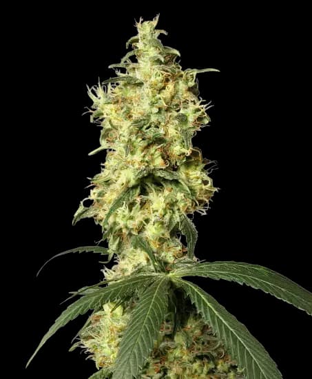Star Killer Feminized