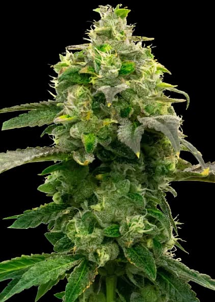 Steve's Dream Queen Feminized