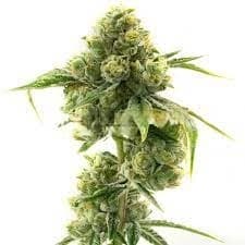 Sticky Dickie Autoflower